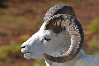 alaska dale sheep from wild life