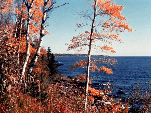 Autumn trees along Lake Superior on the North Shore, Minnesota