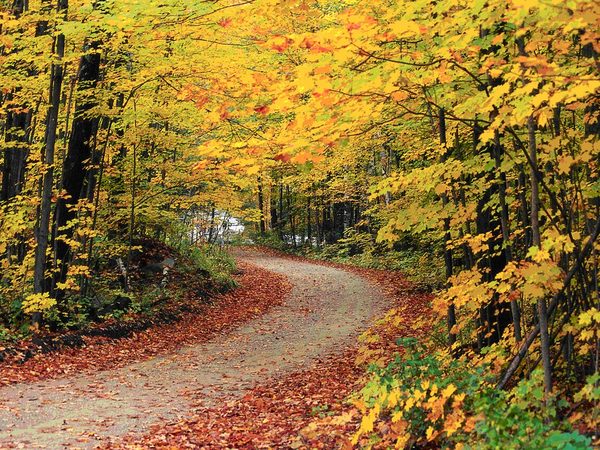 Road through fall foliage at Hapgood Pond in Vermont's Green Mountain National Forest